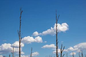 Two dry tree trunks against a blue sky with white clouds. Environmental concept photo