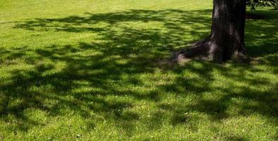 Beautiful green grassy area with shade trees in a park. photo