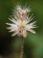 Dandelion seed, macro photography, extreme close up photo