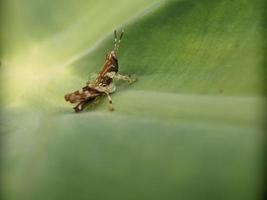 Grasshopper on leaf, macro photography, extreme close up photo