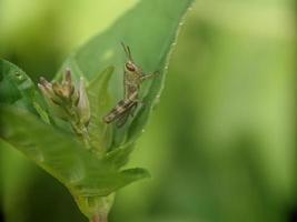 Grasshopper on leaf, macro photography, extreme close up photo