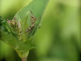 saltamontes en la hoja, fotografía macro, un primerísimo plano foto