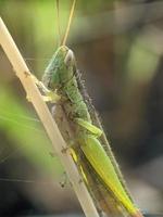 saltamontes en ramita, fotografía macro, un primerísimo plano foto