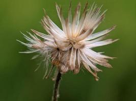 Dandelion seed, macro photography, extreme close up photo