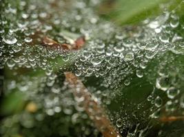 gotas de rocío en la tela de araña por la mañana, fotografía macro, primer plano extremo foto