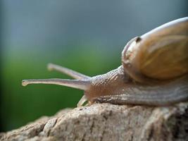 Snail on the wood, in the morning, macro photography, extreme close up photo