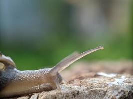 Snail on the wood, in the morning, macro photography, extreme close up photo