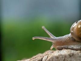 Snail on the wood, in the morning, macro photography, extreme close up photo