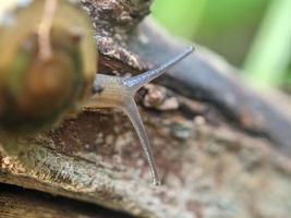 caracol en la ramita, por la mañana, fotografía macro, primer plano extremo foto