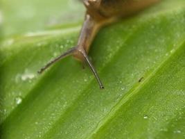 Snail on the leaf, in the morning, macro photography, extreme close up photo