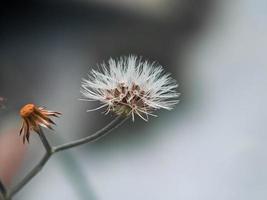 semilla de diente de león, fotografía macro, primer plano extremo foto