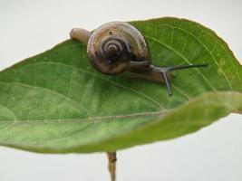 Snail on the leaf, in the morning with white background, macro photography, extreme close up photo