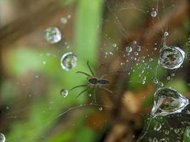 Dewdrops on spider web in the morning, macro photography, extreme close up photo