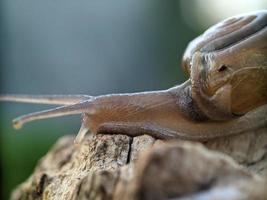 Snail on the wood, in the morning, macro photography, extreme close up photo