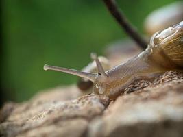 Snail on the wood, in the morning, macro photography, extreme close up photo