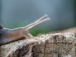 Snail on the wood, in the morning, macro photography, extreme close up photo