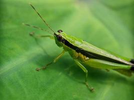 Grasshopper on the leaf, macro photography, extreme close up photo