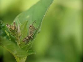 Grasshopper on leaf, macro photography, extreme close up photo