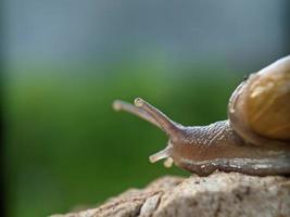 caracol en la madera, por la mañana, fotografía macro, primer plano extremo foto