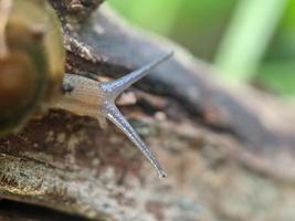 Snail on the twig, in the morning, macro photography, extreme close up photo