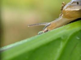 Snail on the leaf, in the morning, macro photography, extreme close up photo