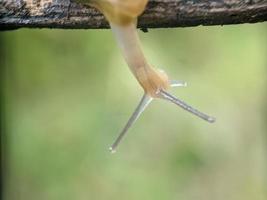 caracol en la ramita, por la mañana, fotografía macro, primer plano extremo foto