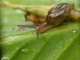 Snail on the leaf, in the morning, macro photography, extreme close up photo