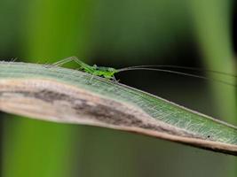 pequeño saltamontes en la hoja, fotografía macro foto