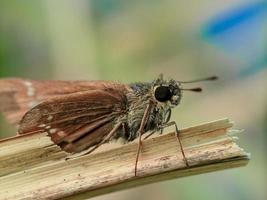 Moth on dry grass in the morning, macro photography photo