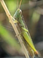 Grasshopper on twig, macro photography, extreme close up photo