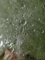 gotas de rocío en la tela de araña por la mañana, fotografía macro, primer plano extremo foto