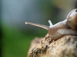 Snail on the wood, in the morning, macro photography, extreme close up photo