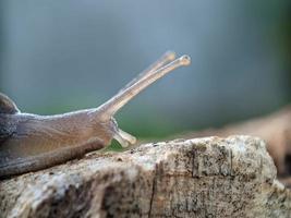 Snail on the wood, in the morning, macro photography, extreme close up photo