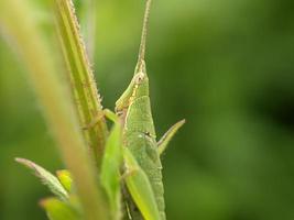 saltamontes en la hoja, fotografía macro, un primerísimo plano foto