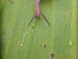 Snail on the leaf, in the morning, macro photography, extreme close up photo