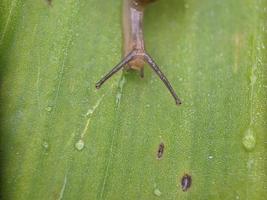 Snail on the leaf, in the morning, macro photography, extreme close up photo