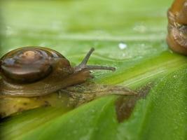 Snail on the leaf, in the morning, macro photography, extreme close up photo