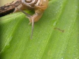 caracol en la hoja, por la mañana, fotografía macro, primer plano extremo foto