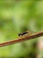 Grasshopper on twig, macro photography, extreme close up photo
