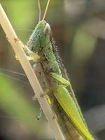 Grasshopper on twig, macro photography, extreme close up photo