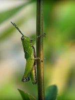 Grasshopper on twig, macro photography, extreme close up photo