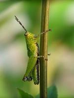 Grasshopper on twig, macro photography, extreme close up photo