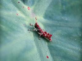 saltamontes en la hoja, fotografía macro, un primerísimo plano foto