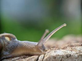 Snail on the wood, in the morning, macro photography, extreme close up photo