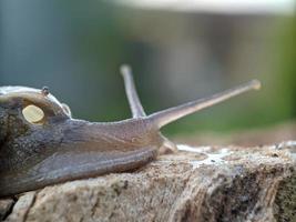 Snail on the wood, in the morning, macro photography, extreme close up photo