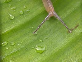 Snail on the leaf, in the morning, macro photography, extreme close up photo