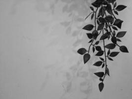 Leaves hanging on the wall. photo
