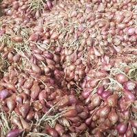 A bunch of red onions or shallots that are still fresh after being harvested. photo