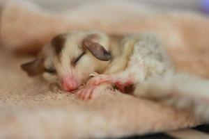 A close up of a sugar glider pets that have soft fur and can glide and sleeping on a brown cloth. photo