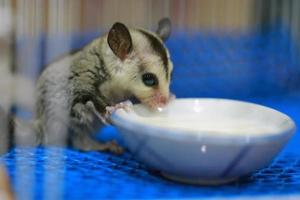 A close up of a sugar glider pets that have soft fur and can glide. eating milk in the cage. photo